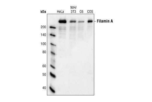 Filamin A Antibody