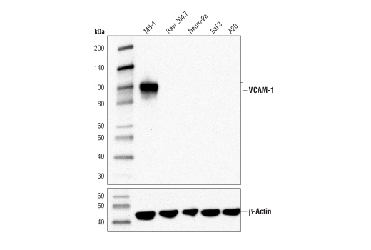 VCAM-1 (D2T4N) Rabbit mAb (Mouse Specific)