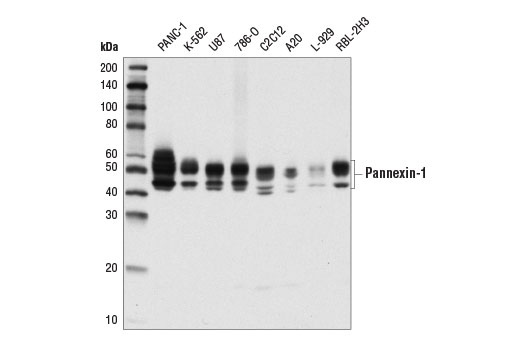 Pannexin-1 (D9M1C) Rabbit mAb