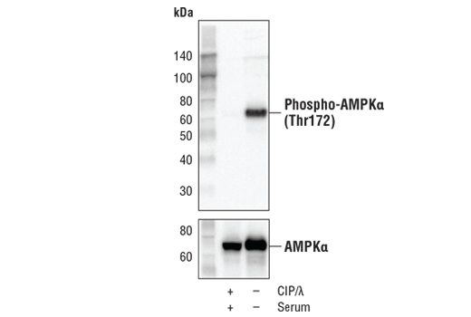AMPK Control Cell Extracts
