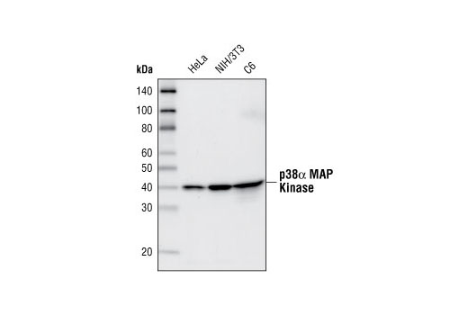 p38α MAPK (7D6) Rabbit mAb
