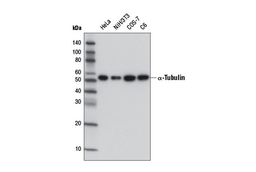 α-Tubulin (DM1A) Mouse mAb (HRP Conjugate)