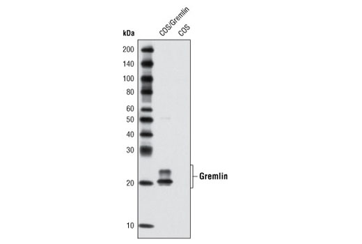Gremlin Antibody