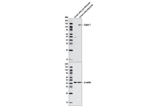 Lipin 1 Antibody