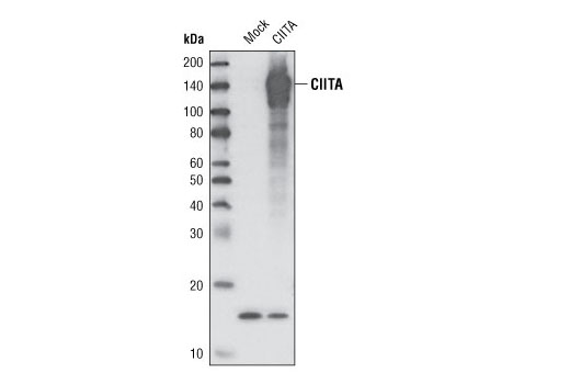 CIITA Antibody