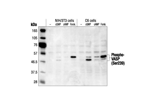 Phospho-VASP (Ser239) Antibody