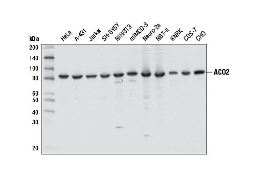 ACO2 (D6D9) XPRabbit mAb