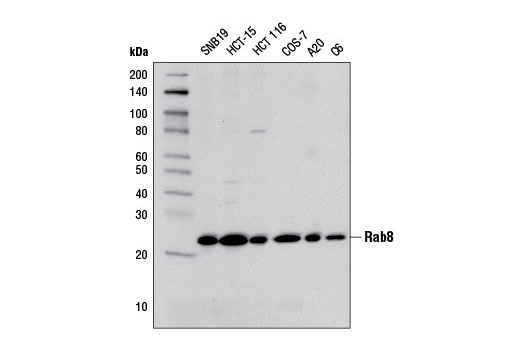 Rab8A (D22D8) XP Rabbit mAb