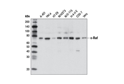 c-Raf (D5X6R) Mouse mAb