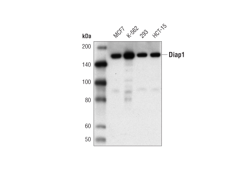 Diap1 (E1E4K) Rabbit mAb