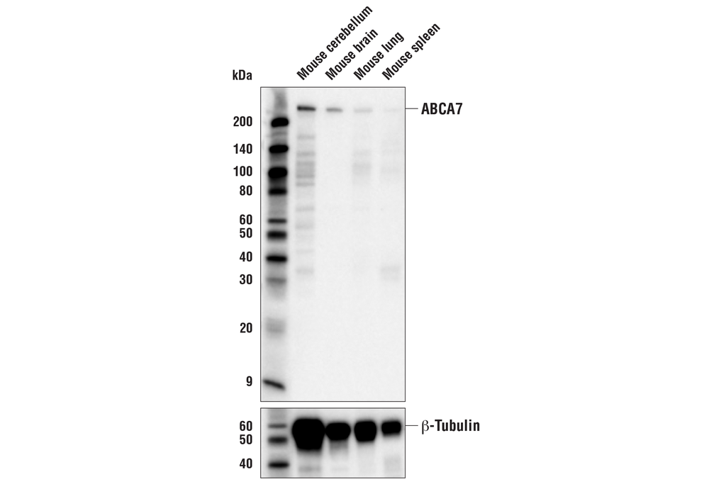 ABCA7 (E7O5A) Rabbit mAb