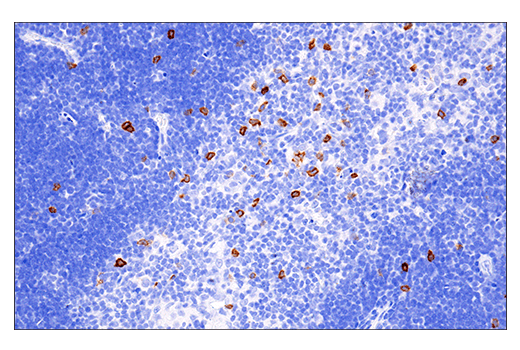 Klrb1c/CD161c (E6Y9G) Rabbit mAb