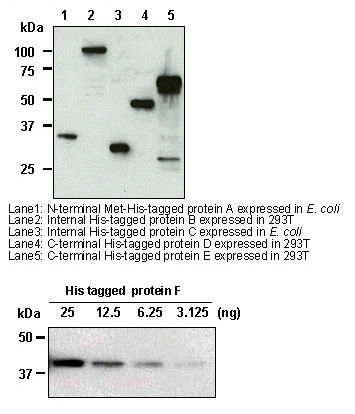 Anti-His-tag mAb
