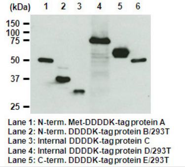 Anti-DDDDK-tag mAb