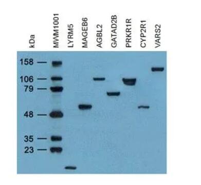 4C5, Anti-DDK monoclonal antibody