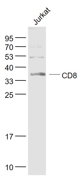 CD8抗体