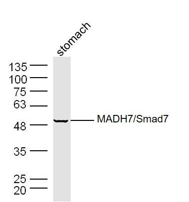 Smad7抗体