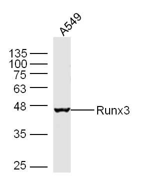 Runx3抗体