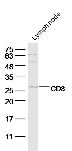 CD8抗体