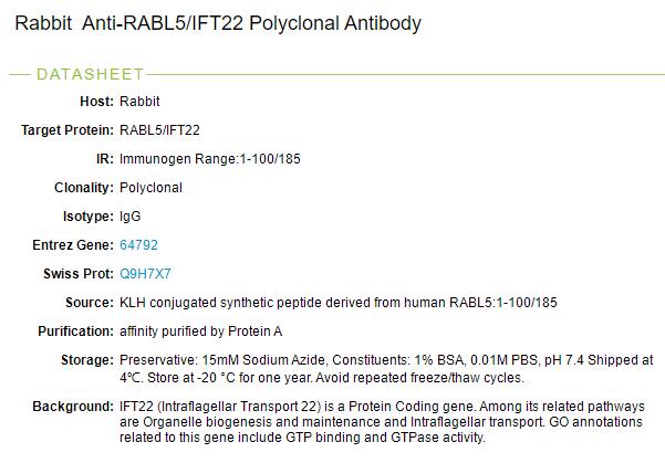 RABL5蛋白抗体