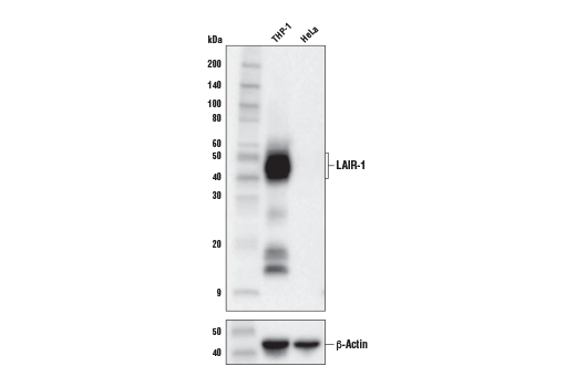 LAIR-1 (E7X6I) XP Rabbit mAb