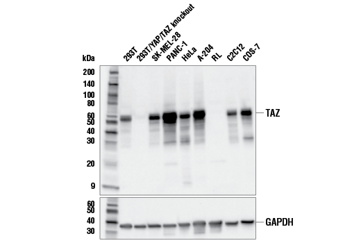 TAZ (E9J5A) XP Rabbit mAb