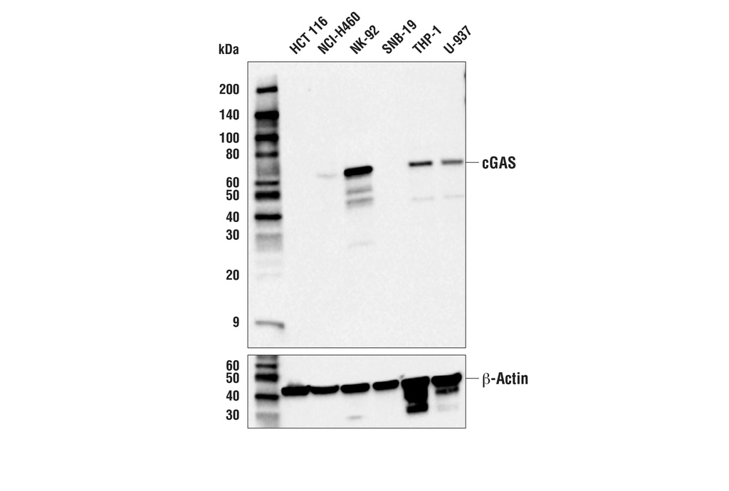 cGAS (E9G9G) Rabbit mAb
