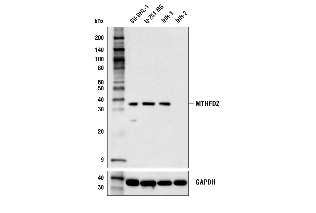 MTHFD2 (E7A4L) XPRabbit mAb