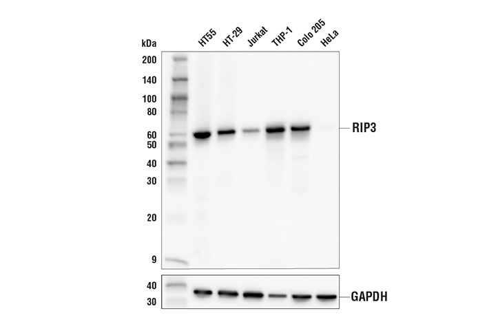 RIP3 (E7A7F) XP Rabbit mAb