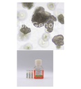 Cholangiocarcinoma Organoid Kit肝内胆管癌