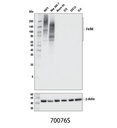 F4/80 (D2S9R) XP Rabbit mAb