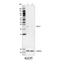 Bcl-2 (D55G8) Rabbit mAb (Human Specific)