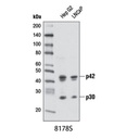 C/EBPα (D56F10) XP Rabbit mAb