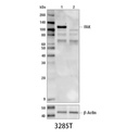 FAK Antibody