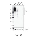 F4/80 (D4C8V) XPRabbit mAb