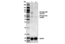 Hippo Signaling Antibody Sampler Kit