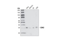 CDK2 (78B2) Rabbit mAb