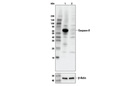 Caspase-8 (D35G2) Rabbit mAb