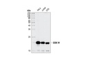 COX IV (3E11) Rabbit mAb
