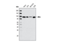 Alix (3A9) Mouse mAb