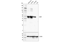 GFAP (E4L7M) XP Rabbit mAb