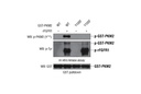Phospho-PKM2 (Tyr105) Antibody
