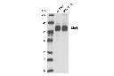 NMDA Receptor 1 (GluN1) (D65B7) Rabbit mAb