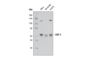 E2F-1 Antibody
