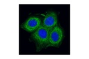 Pan-Keratin (C11) Mouse mAb (Alexa Fluor 488 Conjugate)