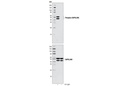 SAPK/JNK Control Cell Extracts