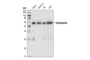 Pan-Calcineurin A Antibody