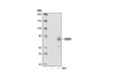 EGR1 (15F7) Rabbit mAb