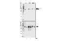Phospho-TFEB (Ser211) (E9S8N) Rabbit mAb