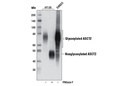 ASCT2 (D7C12) Rabbit mAb